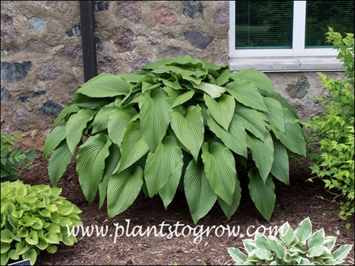 Hosta Jade Cascade (Hosta) 
A nice mature plant with large pointed green cascading leaves.